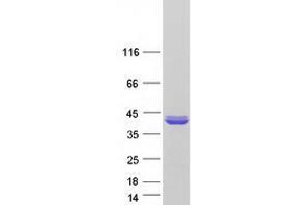 ZNF483 Protein (Transcript Variant 2) (Myc-DYKDDDDK Tag)