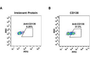 Expi 293 cell line transfected with irrelevant protein  (A) and human CD138  (B) were surface stained with Rabbit anti-CD138 monoclonal antibody 1 μg/mL (clone: DM45) followed by Alexa 488-conjugated anti-rabbit IgG secondary antibody. (Recombinant Syndecan 1 抗体  (AA 23-254))