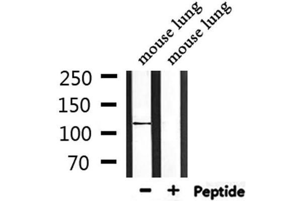 Centriolin 抗体