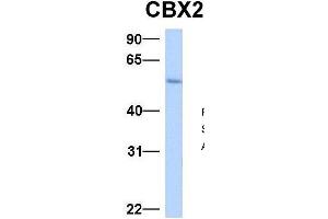 Host:  Rabbit  Target Name:  CBX2  Sample Type:  Human Fetal Liver  Antibody Dilution:  1. (CBX2 抗体  (N-Term))