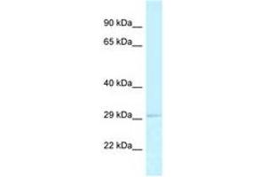 Image no. 1 for anti-Replication Protein A2, 32kDa (RPA2) (AA 28-77) antibody (ABIN6747783) (RPA2 抗体  (AA 28-77))