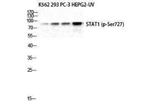 Western Blotting (WB) image for anti-Signal Transducer and Activator of Transcription 1, 91kDa (STAT1) (pSer727) antibody (ABIN3182720) (STAT1 抗体  (pSer727))