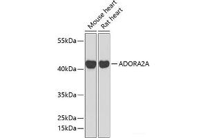 Western blot analysis of extracts of various cell lines using ADORA2A Polyclonal Antibody at dilution of 1:1000. (Adenosine A2a Receptor 抗体)