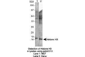 Image no. 1 for anti-Histone 3 (H3) (AA 100-200) antibody (ABIN363522) (Histone 3 抗体  (AA 100-200))