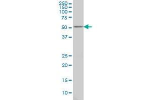 GABPA monoclonal antibody (M03), clone M1 Western Blot analysis of GABPA expression in Hela S3 NE . (GABPA 抗体  (AA 1-454))