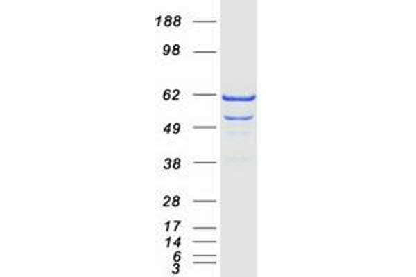 PANK2 Protein (Transcript Variant 1) (Myc-DYKDDDDK Tag)