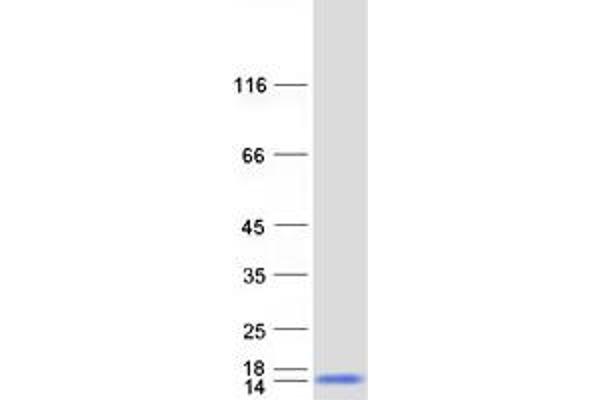 INIP Protein (Myc-DYKDDDDK Tag)