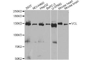 Western blot analysis of extracts of various cell lines, using VCL antibody (ABIN1875315) at 1:1000 dilution. (Vinculin 抗体)