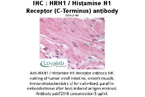 Image no. 1 for anti-Histamine Receptor H1 (HRH1) (C-Term) antibody (ABIN1735571) (HRH1 抗体  (C-Term))