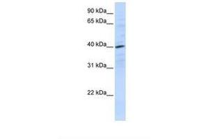 Image no. 1 for anti-Chemokine (C-X-C Motif) Receptor 4 (CXCR4) (N-Term) antibody (ABIN6737639) (CXCR4 抗体  (N-Term))