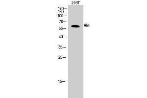 Western Blotting (WB) image for anti-V-Akt Murine Thymoma Viral Oncogene Homolog 1 (AKT1) (Ser13) antibody (ABIN3173738) (AKT1 抗体  (Ser13))