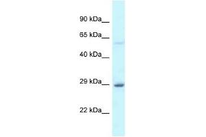 Western Blot showing EIF6 antibody used at a concentration of 1 ug/ml against Fetal Liver Lysate (EIF6 抗体  (C-Term))