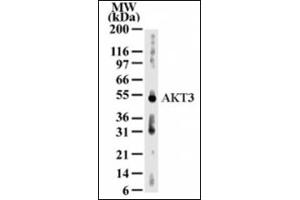 Western Blotting (WB) image for anti-V-Akt Murine Thymoma Viral Oncogene Homolog 3 (Protein Kinase B, Gamma) (AKT3) (AA 119-136) antibody (ABIN302246) (AKT3 抗体  (AA 119-136))