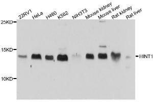 Western blot analysis of extracts of various cell lines, using HINT1 antibody. (HINT1 抗体  (AA 1-126))