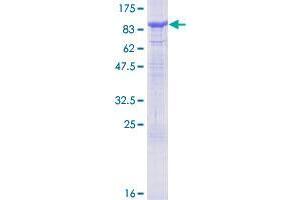 SPHK2 Protein (AA 1-654) (GST tag)