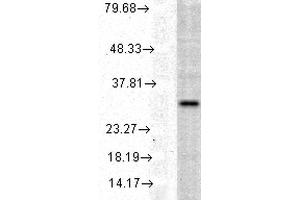 Western blot analysis of Human Cell line lysates showing detection of HO-1 protein using Rabbit Anti-HO-1 Polyclonal Antibody . (HMOX1 抗体  (FITC))