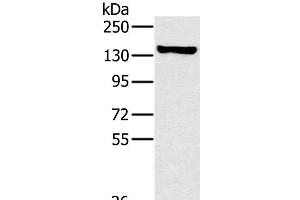 Western Blot analysis of A172 cell using PPP1R12A Polyclonal Antibody at dilution of 1:450 (PPP1R12A 抗体)