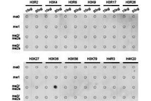 Western Blotting (WB) image for anti-Histone 3 (H3) (H3K36me2) antibody (ABIN1873004) (Histone 3 抗体  (H3K36me2))