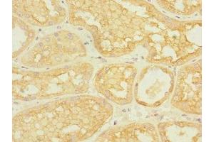 Immunohistochemistry of paraffin-embedded human kidney tissue using ABIN7143004 at dilution of 1:100 (ASIC3 抗体  (AA 62-320))