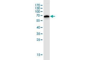 Western Blot detection against Immunogen (68. (AGO2 抗体  (AA 1-377))