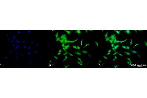 Immunofluorescence (fixed cells) (IF/ICC) image for anti-Phosphotyrosine antibody (ABIN361758)