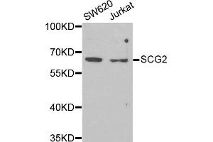 Western blot analysis of extracts of various cell lines, using SCG2 antibody. (SCG2 抗体)