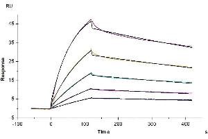 Surface Plasmon Resonance (SPR) image for IgG receptor FcRn (FcRn) (AA 22-297) protein (His tag) (ABIN7274677)