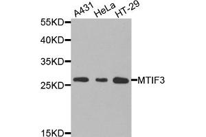 Western blot analysis of extracts of various cells, using MTIF3 antibody. (MTIF3 抗体)