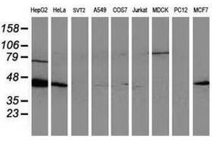 Image no. 3 for anti-ADP-Ribosylation Factor GTPase Activating Protein 1 (ARFGAP1) antibody (ABIN1496680) (ARFGAP1 抗体)