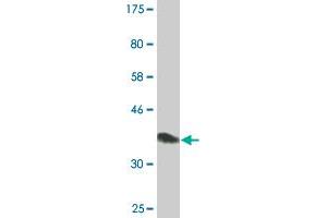 Western Blot detection against Immunogen (36. (TFAP4 抗体  (AA 93-192))