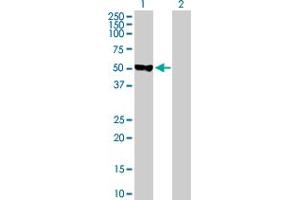 Western Blot analysis of CDC14B expression in transfected 293T cell line by CDC14B MaxPab polyclonal antibody. (CDC14B 抗体  (AA 1-471))