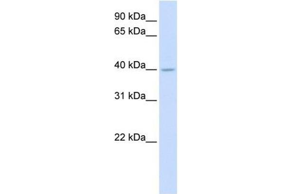 SRD5A3 抗体  (N-Term)