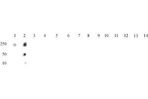 Histone H4 dimethyl Arg3 symmetric pAb tested by dot blot analysis. (Histone H4 抗体  (2meArg3 (symetric)))