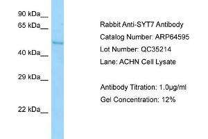 Western Blotting (WB) image for anti-Synaptotagmin VII (SYT7) (C-Term) antibody (ABIN2789889) (SYT7 抗体  (C-Term))