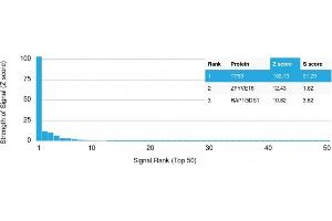 Protein Array (PAr) image for anti-Tumor Protein P53 (TP53) antibody (ABIN6940792)