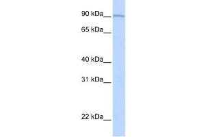 Western Blotting (WB) image for anti-Amine Oxidase, Copper Containing 2 (Retina-Specific) (AOC2) antibody (ABIN2458914) (AOC2 抗体)