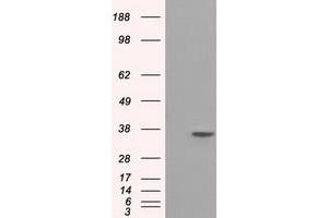 HEK293T cells were transfected with the pCMV6-ENTRY control (Left lane) or pCMV6-ENTRY SRR (Right lane) cDNA for 48 hrs and lysed. (SRR 抗体)