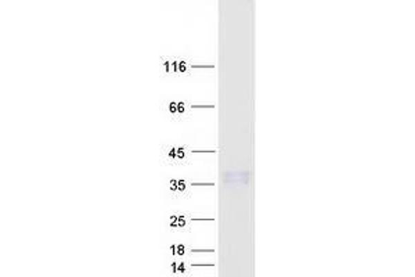 PRSS58 Protein (Myc-DYKDDDDK Tag)