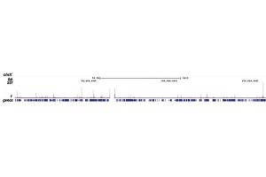 Chromatin Immunoprecipitation (ChIP) image for anti-RNA Polymerase II Subunit RPB1 (POLR2A) (pSer2) antibody (ABIN6655366)