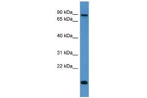 WB Suggested Anti-App Antibody Titration: 0. (APP 抗体  (C-Term))