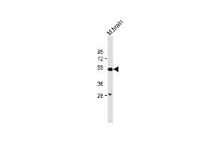 Anti-beta Tubulin Antibody at 1:2000 dilution + Mouse brain lysate Lysates/proteins at 20 μg per lane. (TUBB 抗体  (AA 298-328))