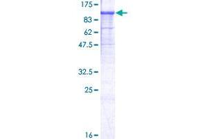 Image no. 1 for Neuroligin 1 (NLGN1) (AA 1-823) protein (GST tag) (ABIN1312644) (Neuroligin 1 Protein (NLGN1) (AA 1-823) (GST tag))