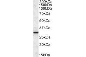 Western Blotting (WB) image for anti-Endoplasmic Reticulum Protein 29 (ERP29) antibody (ABIN5864965) (ERP29 抗体)
