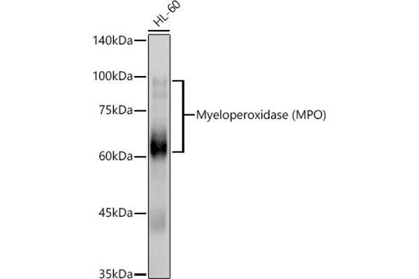 Myeloperoxidase 抗体  (AA 50-310)