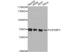 Western blot analysis of extracts of various cell lines, using IGF2BP3 antibody. (IGF2BP3 抗体)