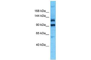 Western Blotting (WB) image for anti-Pleckstrin Homology Domain Containing, Family G (With RhoGef Domain) Member 4B (PLEKHG4B) (C-Term) antibody (ABIN2791858) (PLEKHG4B 抗体  (C-Term))
