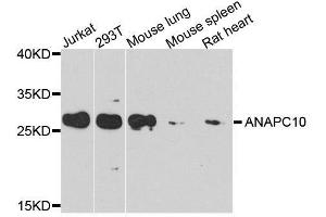 Western blot analysis of extracts of various cell lines, using ANAPC10 antibody. (ANAPC10 抗体  (AA 1-185))