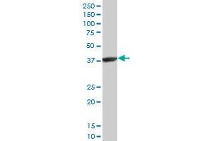 ACTRT2 monoclonal antibody (M03), clone 2E10. (ACTRT2 抗体  (AA 209-299))