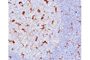 IHC testing of human tonsil (10X) stained with CD68 antibody cocktail (KP1 + C68/684). (CD68 抗体)
