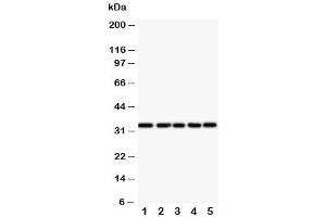 Western blot testing of E2F6 antibody and Lane 1:  HeLa (E2F6 抗体  (Middle Region))